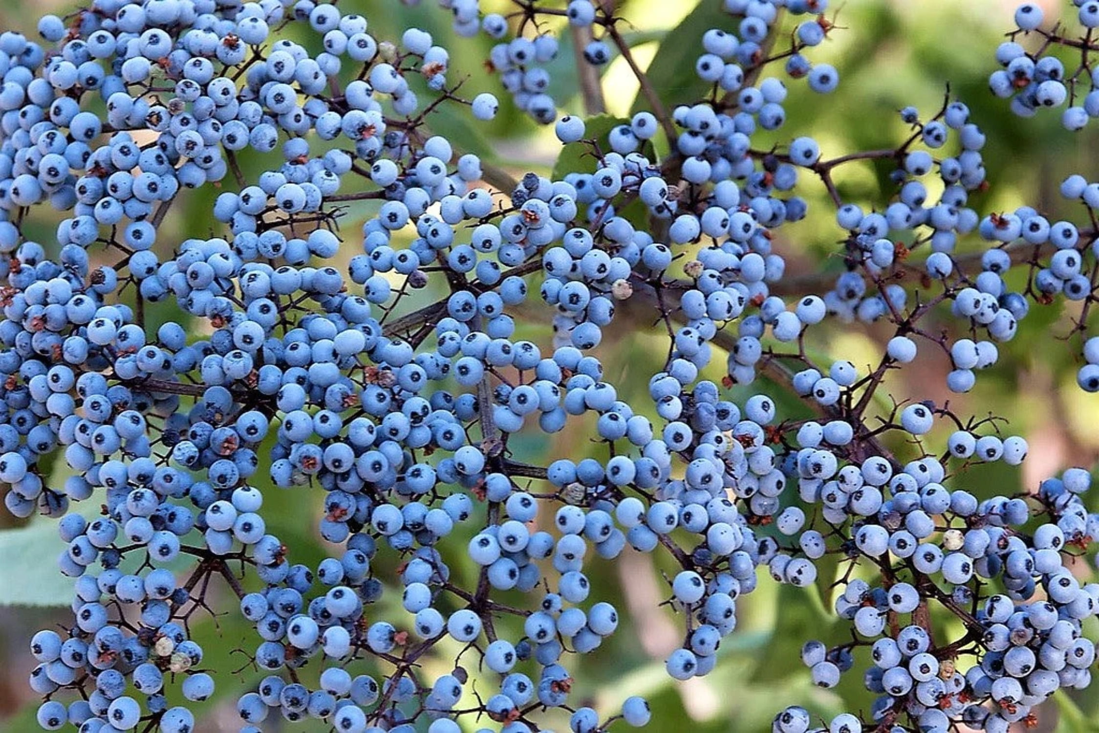 50 BLUE ELDERBERRY Sambucus Caerulea Arizona Blue Elder Tree Shrub