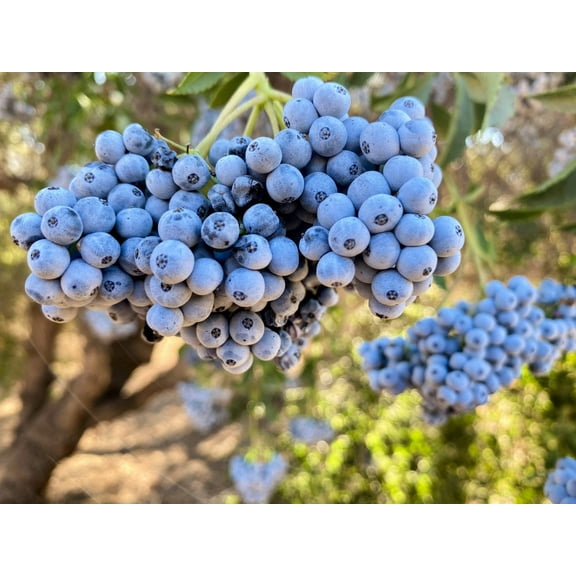 50 BLUE ELDERBERRY Sambucus Caerulea Arizona Blue Elder Tree Shrub Fruit Berry Seeds