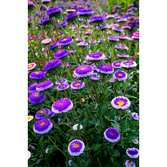 50 BLUE MOON ASTER Callistephus Pompon Double Flower Seeds