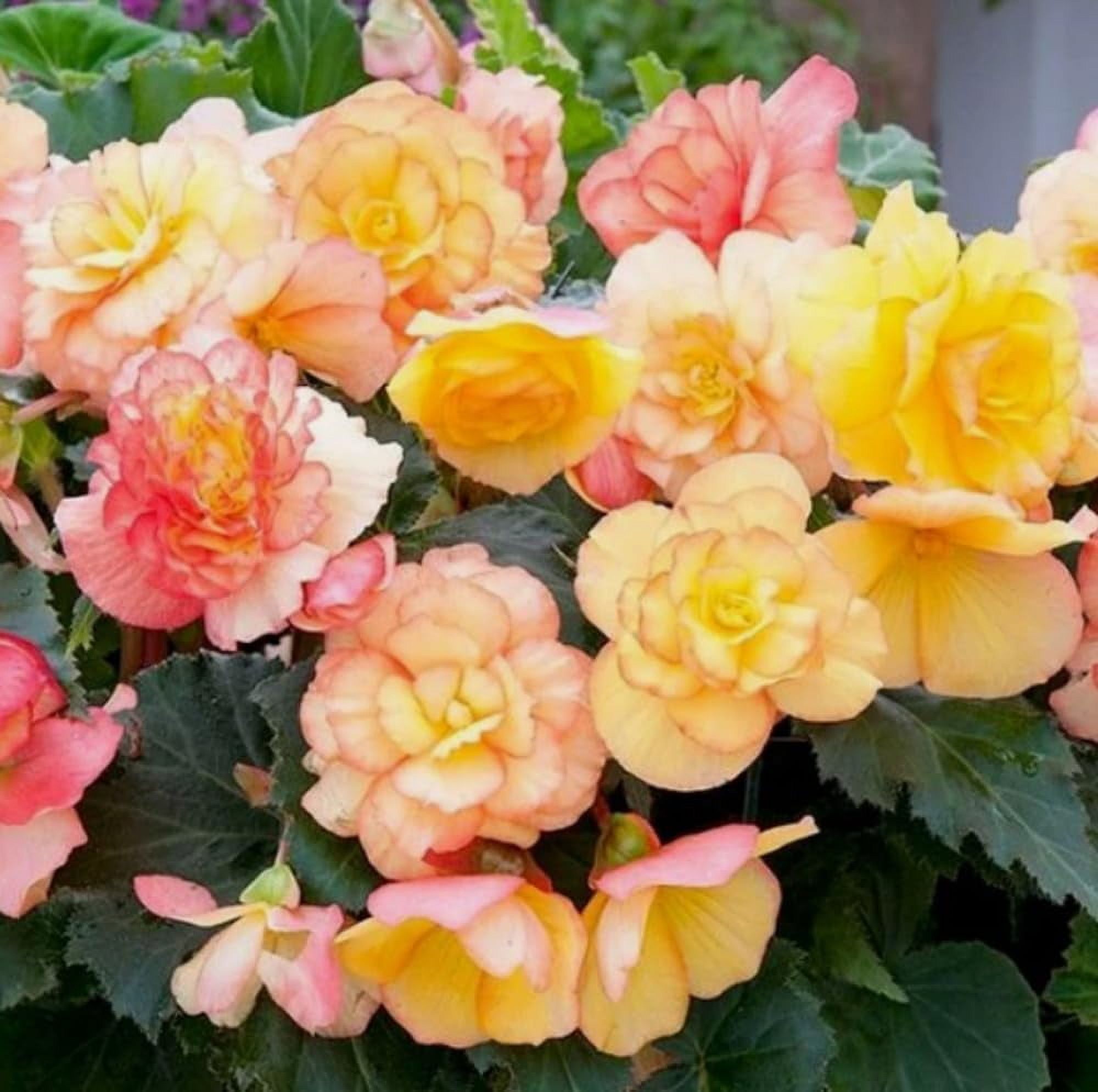 50 Begonia Flower Seeds Sunset Shades Color Flower Seed E11 - Walmart.com