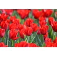 thumbnail image 1 of 50 Best Red Tulip Bulbs for Planting, 1 of 2