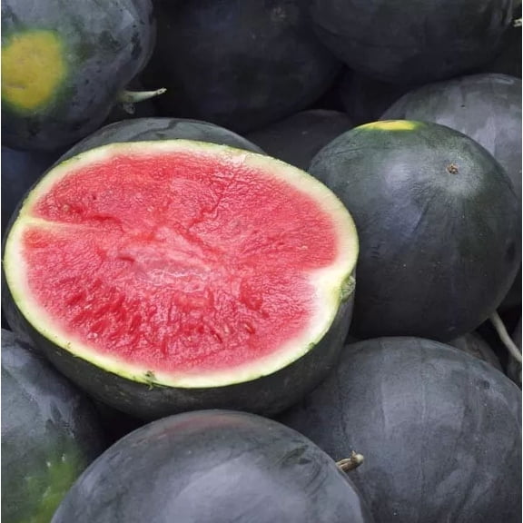 50 Black Diamond Watermelon Seeds - Late Season Bruise Resistant Watermelon!