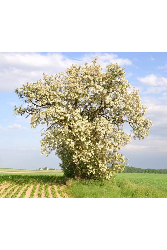 50 Black Locust Tree Seeds for Planting - Robinia pseudoacacia