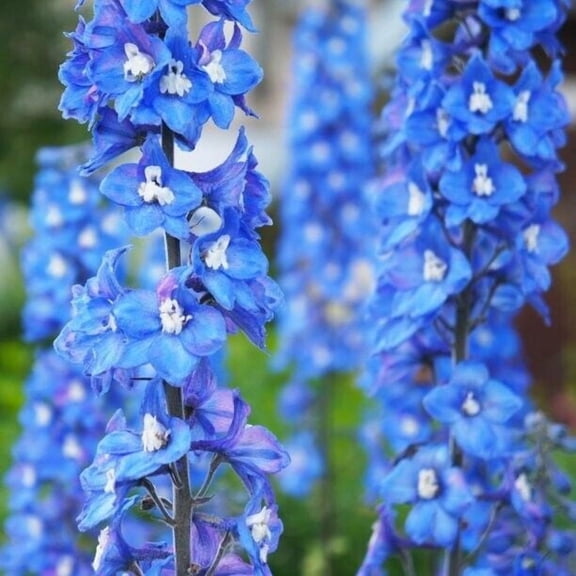 Toadstool Seeds 50 Blue Bird Delphinium Seeds, Perennial Hardy Flower, Garden Bloom Larkspur