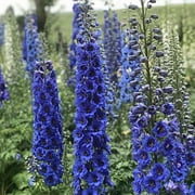 50 Blue Buccanee Delphinium Seeds
