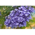 thumbnail image 1 of 50 Blue Jacaranda Tree Seeds - Stunning Flowering Tree - Made in USA, Ships from Iowa, 1 of 3