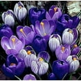 thumbnail image 1 of 50 Blue Moon Crocus Bulbs for Forcing Indoors - Easy to Grow - Made in USA, Iowa - Grow in Water/Dirt Indoors or Plant Outdoors - Prechilled, 1 of 2