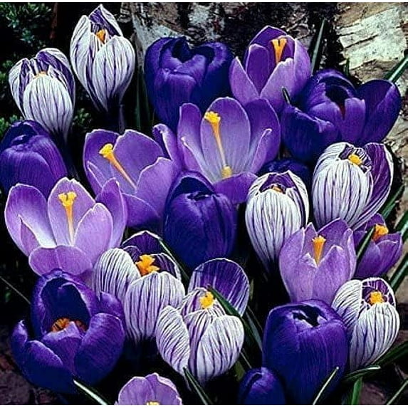 50 Blue Moon Crocus Bulbs for Forcing Indoors - Easy to Grow - Made in USA, Iowa - Grow in Water/Dirt Indoors or Plant Outdoors - Prechilled