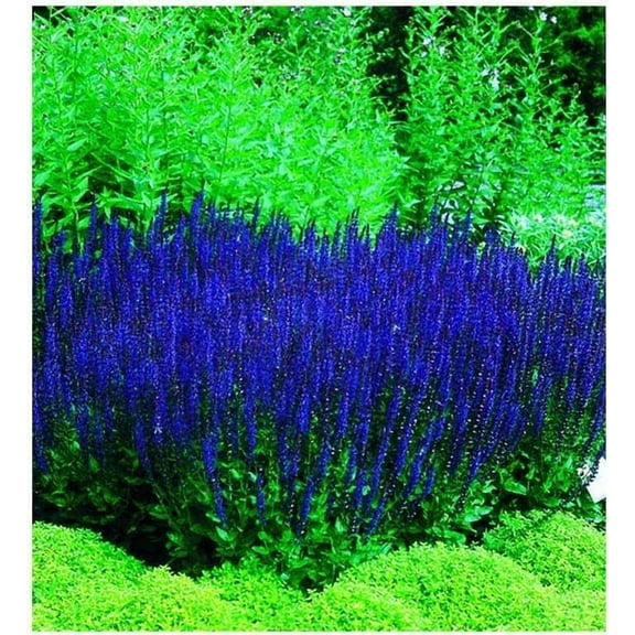 50 Blue Queen Salvia Seeds for Planting, Butterfly, Hummingbird, and Bee Friendly, Rich Deep Color
