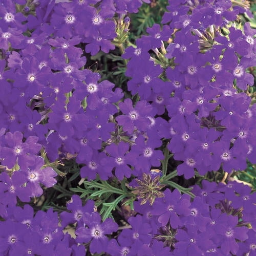 50 Blue Violet Verbena Seeds