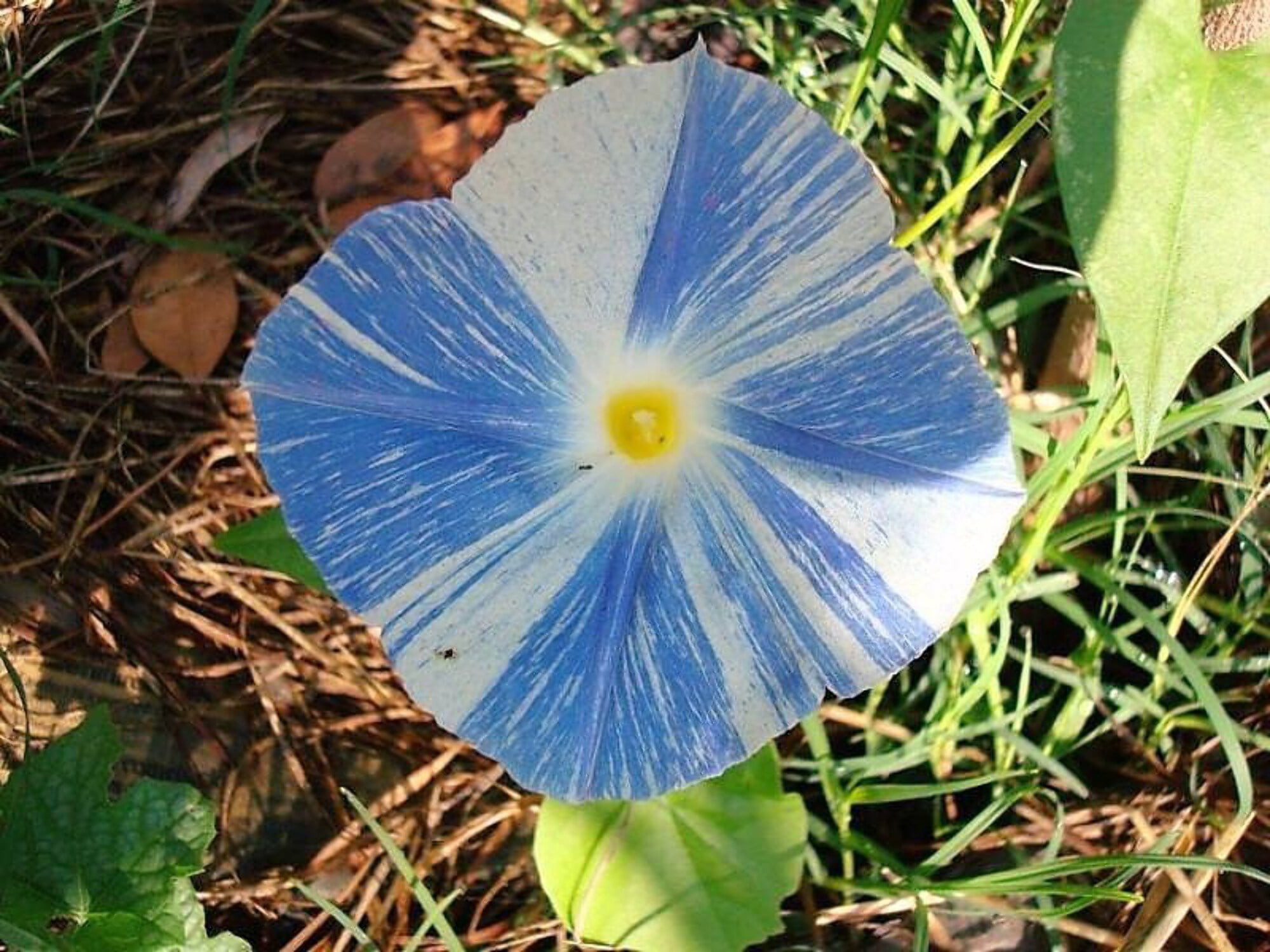 50 Blue & White FLYING Saucers MORNING GLORY Flower Vine Ipomoea