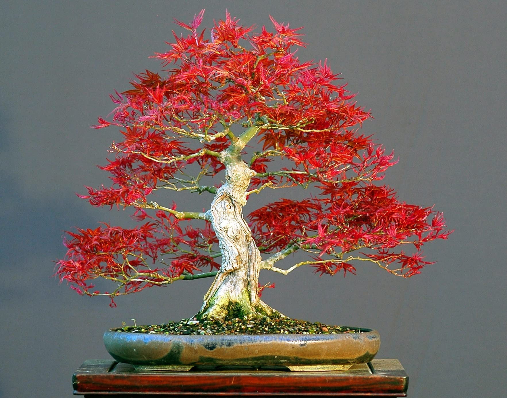 50 Bonsai Tree Seeds, Japanese Red Maple