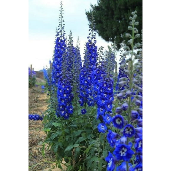 50 Bright Blue Delphinium Mix Seeds Perennial Seed Flower Flowers 124 US SELLER