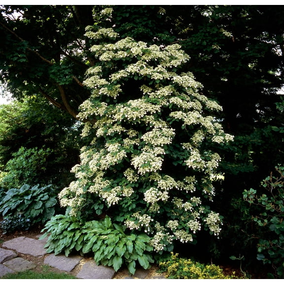 50 CLIMBING HYDRANGEA Anomala Petiolaris Vine Flower Seeds