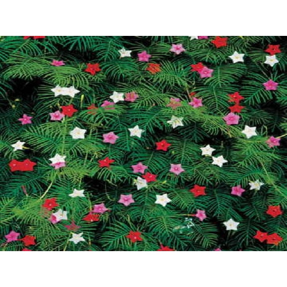 50 CYPRESS VINE MIX Ipomoea Quamoclit Convolvulus Hummingbird Star Morning Glory Cardinal Creeper Flower Seeds - Mixed Colors Red Pink White