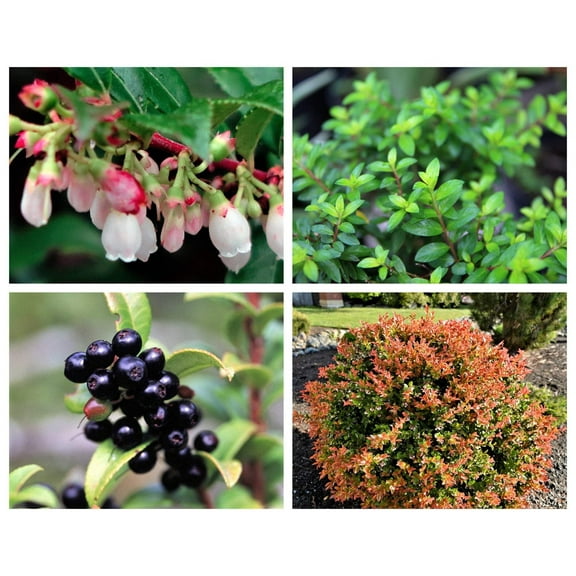 50 California EVERGREEN HUCKLEBERRY Vaccinium Ovatum Fruit aka Box Blueberry Native Pink & White Flower Blue Black Berry Shrub Seeds