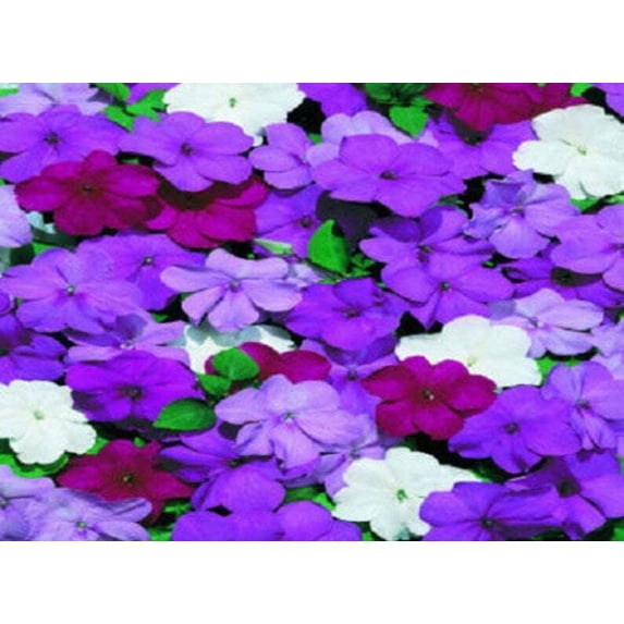 50 Cascade Beauty Blue Impatients Seeds