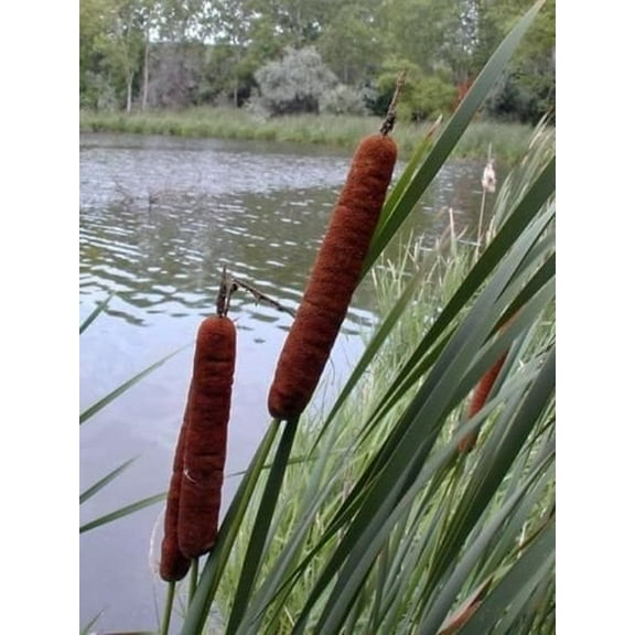 50 Cattails Cat Tails Typha Latifolia Water Pond Grass Flower Seeds CombSH