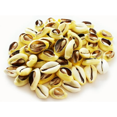 50 Center Cut Money Cowrie Shells (1-1.5"/25-37 mm) Beach Ocean Crafts Jewelry Nautical Decor