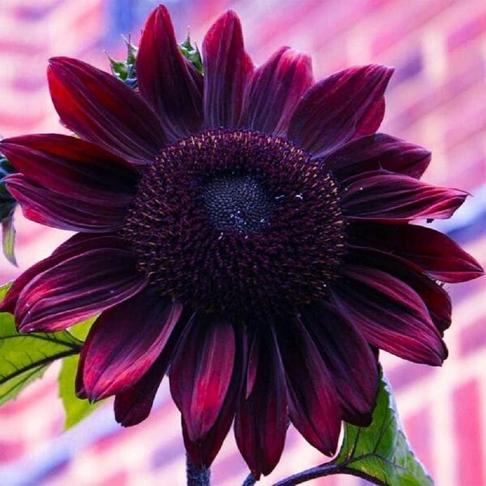 50 Cherry Chocolate Sunflower Seeds to Plant | Heirloom & Non-GMO | Sunflower Seeds for Planting in Your Home Garden (5 Packs)