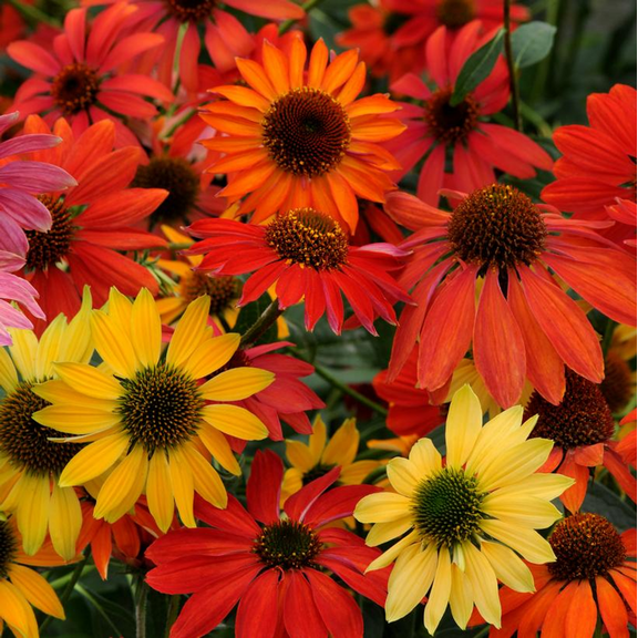 50 Cheyene Spirit Coneflower Seeds – Echinacea Perennial Flower Seeds for Garden Beds & Pollinator Gardens – Heat & Drought Tolerant