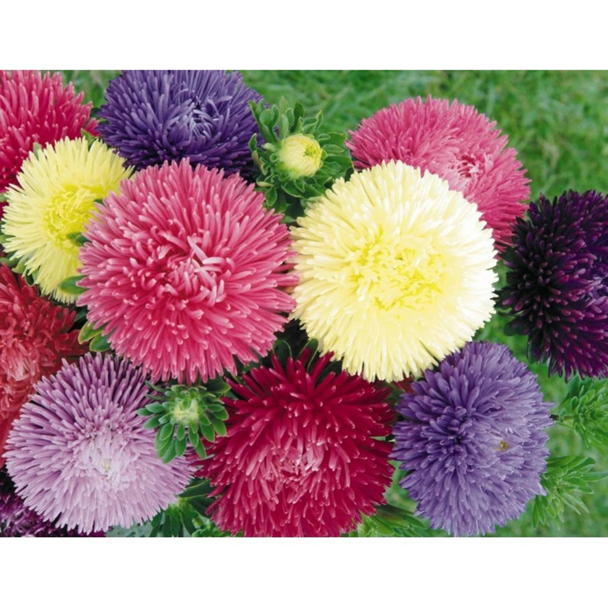 Flowers Flower Seeds: Annual & Perennial Seeds - Walmart - Walmart.com