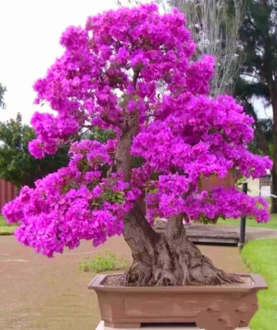 50 Chinese Redbud Tree Seeds Shrub Cercis 0r Bonsai Pink Purple Flower 2024  - Walmart.com
