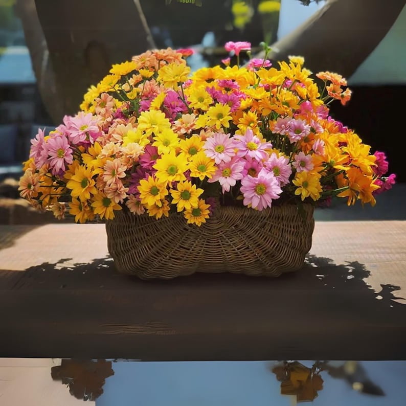 50 Chrysanthemum Seeds Mix for Blooms - Easy to Grow, Hardy Perennial, Pollinator-Friendly for Gardens and Bouquets