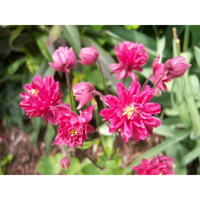 50 Clementine RED DOUBLE COLUMBINE Aquilegia Vulgaris Flower Seeds