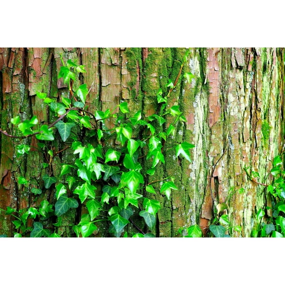 50 Climbing Ivy Seeds for Planting - Easy to Grow Boston Ivy Vine - Ships from Iowa, USA