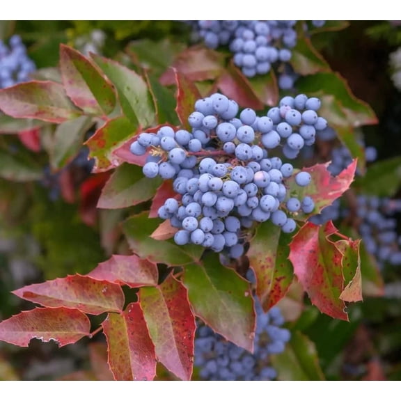 50 Creeping Barberry Bush Seeds for Planting - Creeping Oregon Grape - Mahonia repens