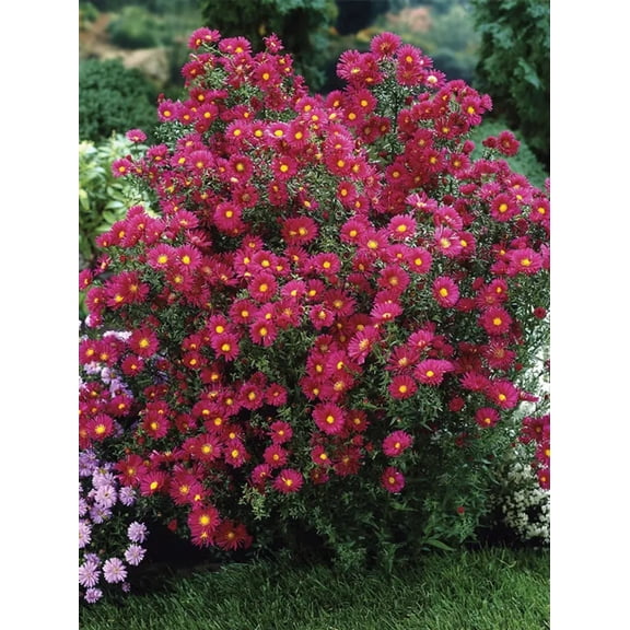 50 Crimson Red Aster Flower Seeds
