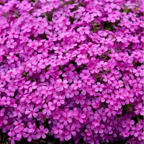 50 Ruby Riot Phlox Seeds