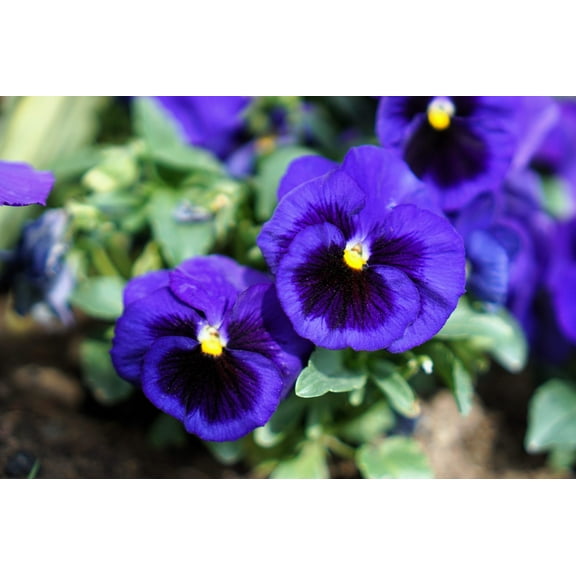 50 DEEP BLUE Blotch PANSY Swiss Giant Viola Wittrockiana Ullswater Flower Seeds