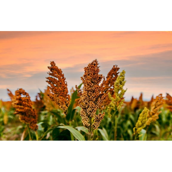 50 DELLA SORGHUM Bicolor Syrup Flour Grain Vegetable Seeds