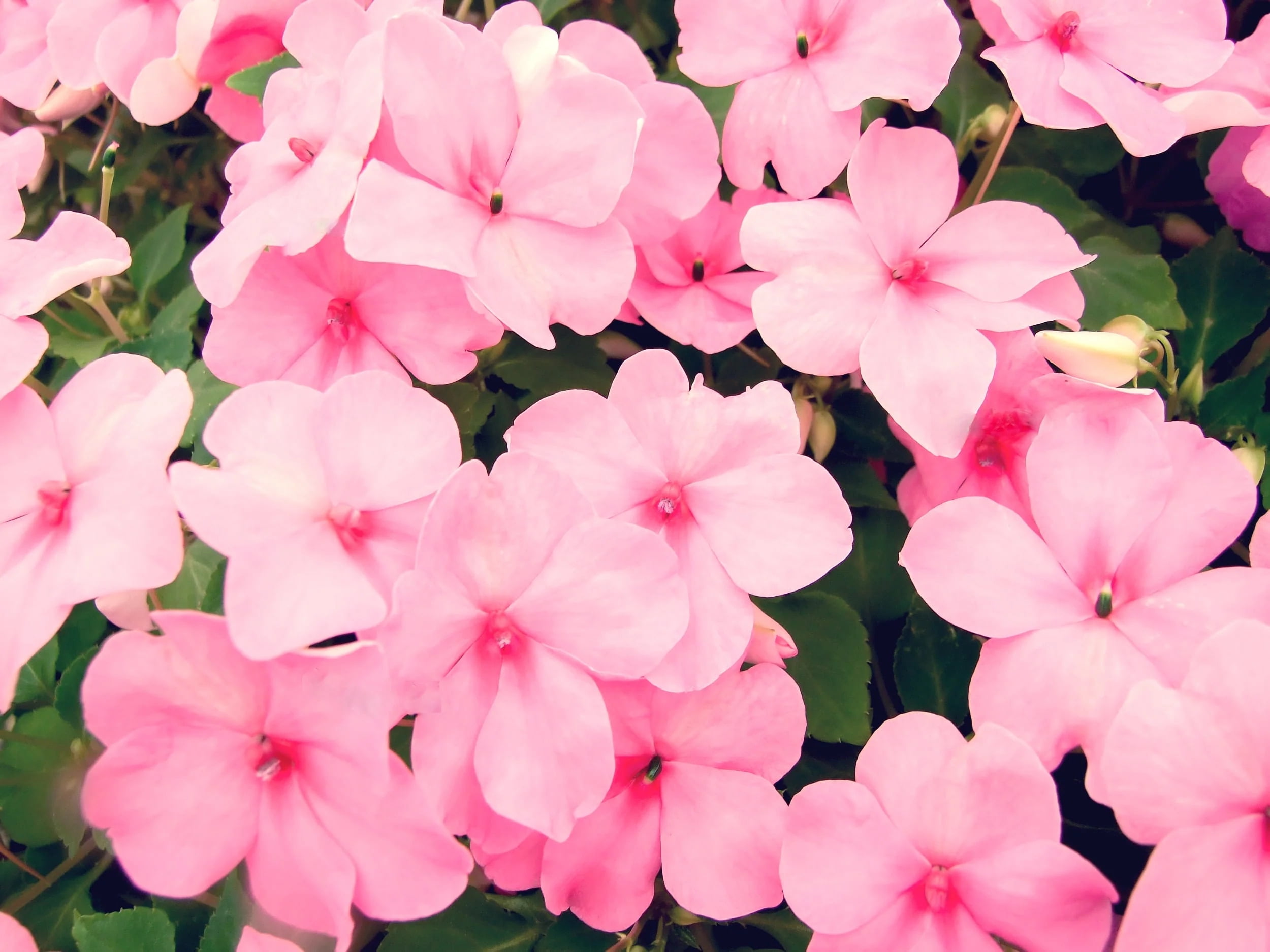 Walmart impatiens flats clearance
