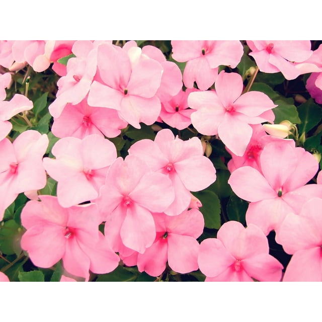 50 DWARF PINK IMPATIENS Walleriana Sun or Full Shade Flower Seeds