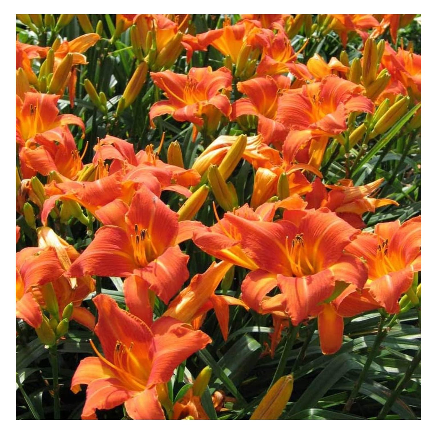 50 Daylily Bulbs for Planting Outdoors Orange Daylilies Flower Bulbs