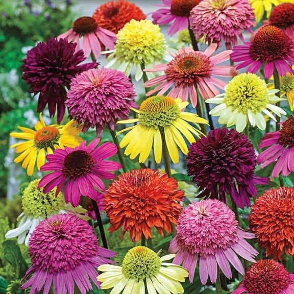 50 Double Mix Coneflower Seeds Echinacea Perennial Flower Seeds Heat & Drought Tolerant Pollinator Blooms
