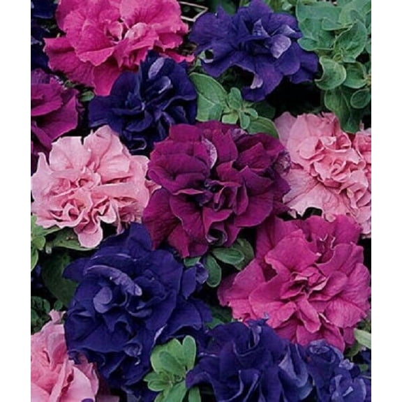 50 Double Red Pink Purple Mix Petunia Seeds
