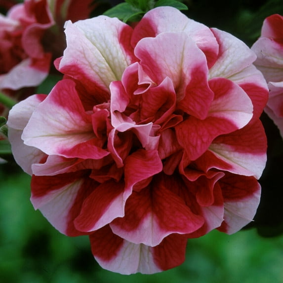 50 Double Red White Petunia Seeds