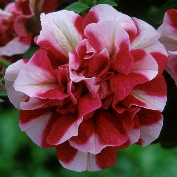 50 Double Red White Petunia Seeds Colorful Annual Flower Seeds for Beds, Pots & Hanging Baskets Easy Summer Blooms