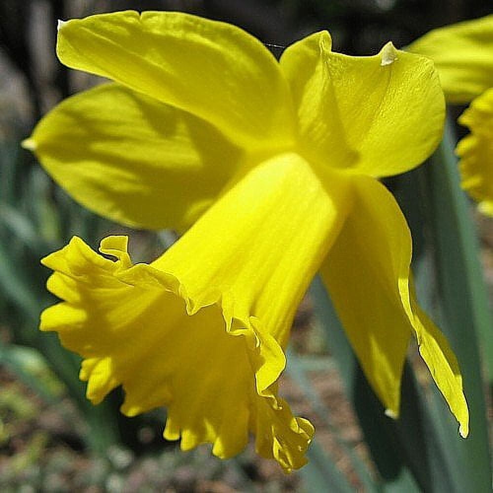 50 Dutch Master Daffodil Bulbs 