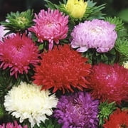 50 Dutchess Flower Aster Flower Seeds