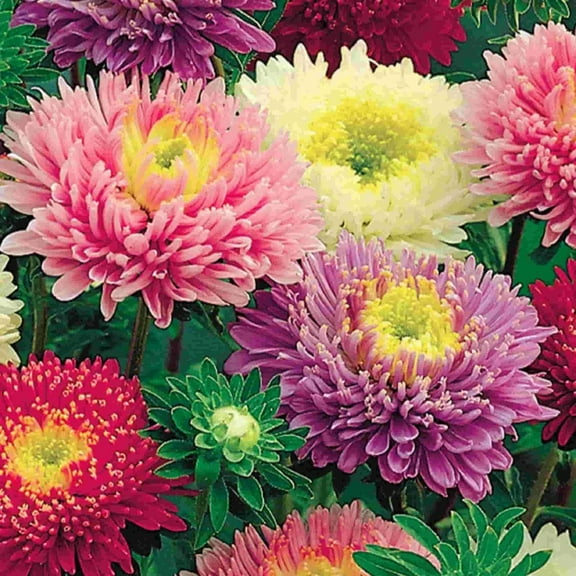 50 Early Charm Aster Flower Seeds
