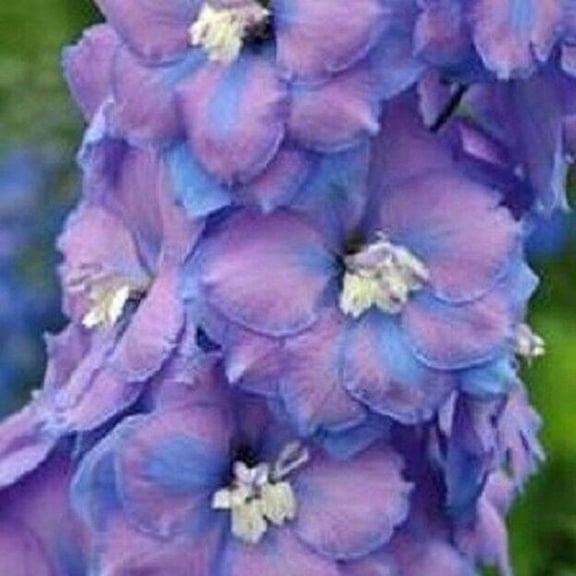 50 Fancy Delphinium Seeds Tall Perennial Larkspur Flower Colorful Garden Border Plant