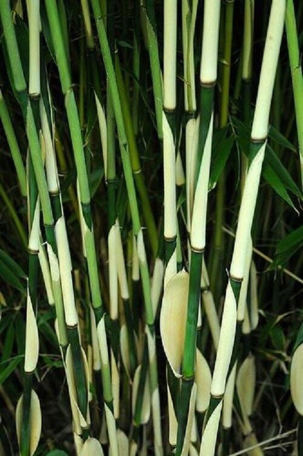 50 Fargesia Bamboo Seeds Privacy Garden Clumping Exotic Shade Seed 397