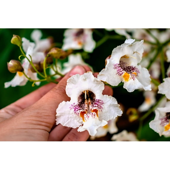 50 Flowering NORTHERN CATALPA Speciosa TREE Seeds (aka Western Catalpa or Catawba / Indian Cigar / Fish-Bait)
