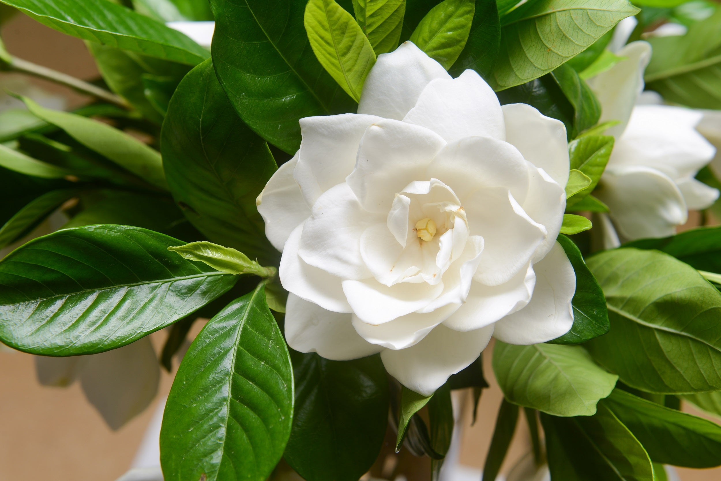 50 GARDENIA Jasminiodes CAPE JASMINE Fragrant White Shrub