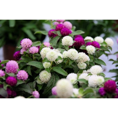 50 GLOBE AMARANTH MIX Gomphrena Globosa Mixed Colors Amaranthus Flower Seeds